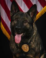 Delano PD: K-9 Axel recovering at home