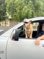 HERB BENHAM: A good time for parenting advice, helping hand and a happy dog
