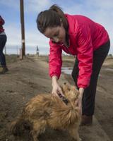 Local dog rescuers beg for donations, forever homes