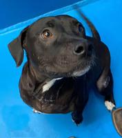 Pet of the Month: Mom Dog