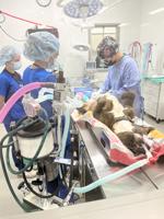 Kern High School students get hands-on learning at ROC PETS spay/neuter clinic