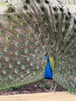 Peacock party coming to nature center